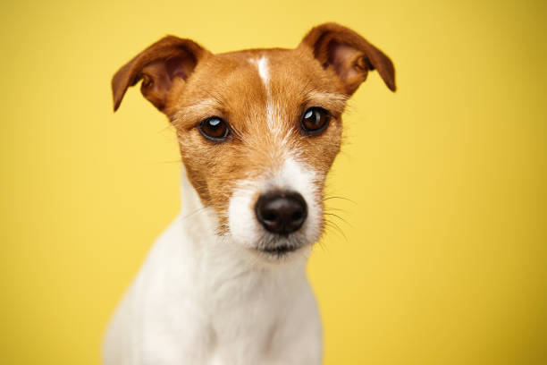 istock Jack russell terrier dog on yellow background. Funny pet 1469939698