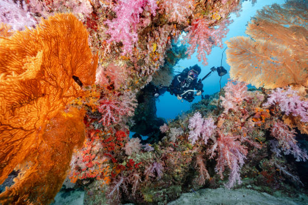 istock Scuba diver posing through colorful soft coral reef 1469939751