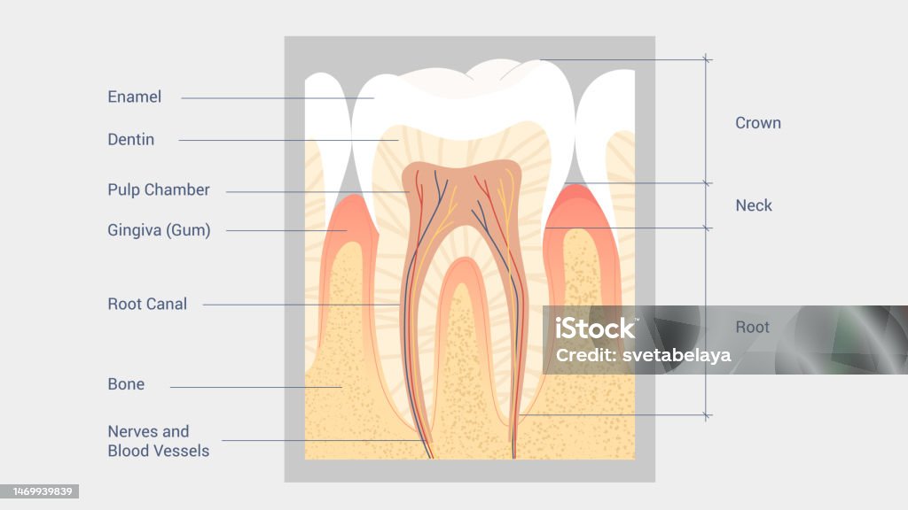 Tooth Anatomy Diagram Stock Illustration Biology Diagrams