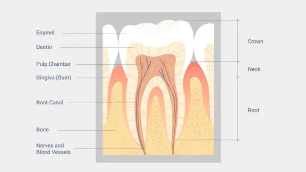 Vector illustration of Tooth Anatomy Diagram