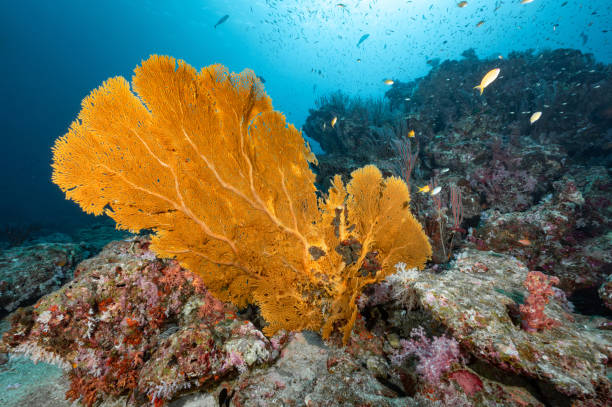 istock Giant Sea Fan with coral reef in Thailand 1469939921