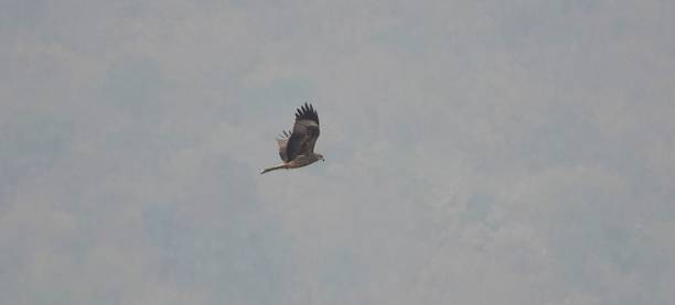 istock an animal that is flying through the sky in the day 1469939979