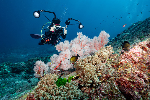 Male Scuba diver with camera taking a photo of Pink Gorgonian Sea Fan coral at North Andaman, a famous scuba diving dive site and stunning underwater landscape in Thailand.