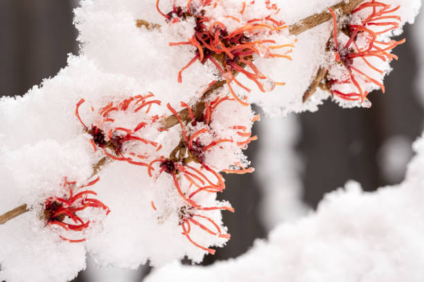 Snow covered witch hazel stock photo