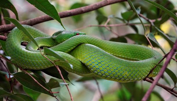 istock an adult green tree snake wraps its back around a branch 1469940052