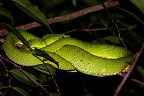 An image of two green snakes coiled around the branches of a tree in a nighttime setting