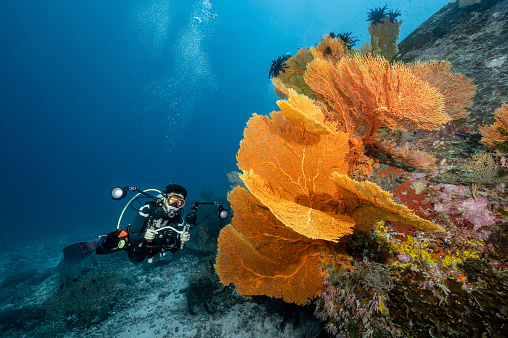 Diving in the blue of the crystal clear waters of Sharm el Sheikh in Egypt.