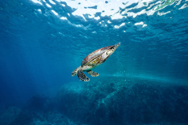 Hawksbill Turtle in the crystal blue ocean