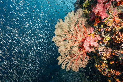 Beautiful Gorgonian Sea Fan coral (Seafan), colorful soft coral and school of fish at Richelieu Rock, a famous scuba diving dive site of North Andaman. Stunning underwater landscape in Thailand