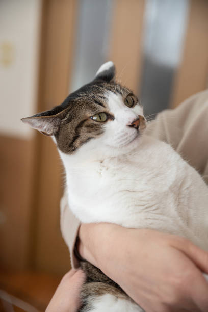 istock person holding a cat 1469941228