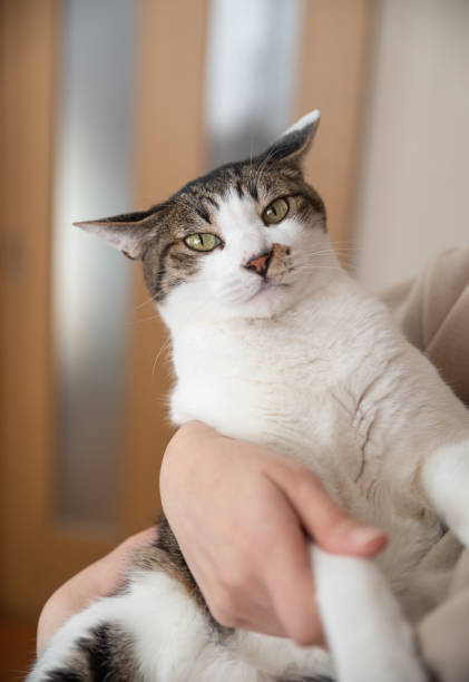 istock person holding a cat 1469941254