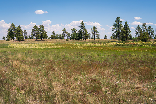 Colorado, USA - May 18, 2021: Sign for the Comanche National Grassland in rural Colorado