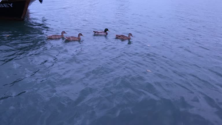 some ducks swimming on Golden Horn of Marmara sea