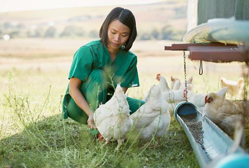 Farming, animal care and Asian woman with chicken for medical checkup, inspection and health exam. Countryside farm, veterinary care and female vet feeding chickens with organic nutrition on field