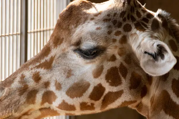 Photo of giraffe face