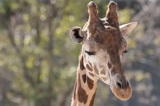 Photo of giraffe face