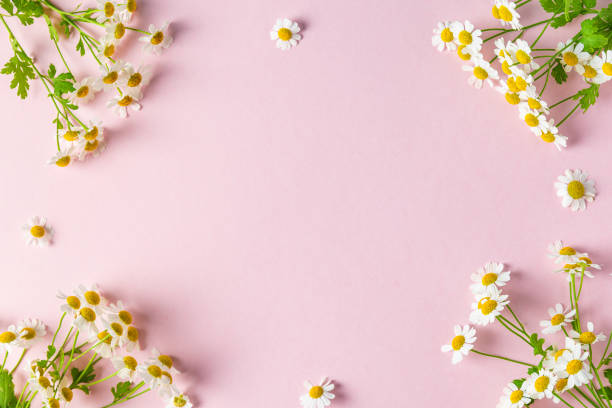 istock Flower composition. Frame made of white chamomile flowers on pink background. Flat lay 1469942612