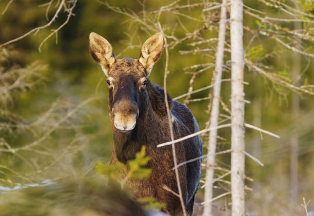 Moose or elk (Alces alces) bull  without antlers in winter.