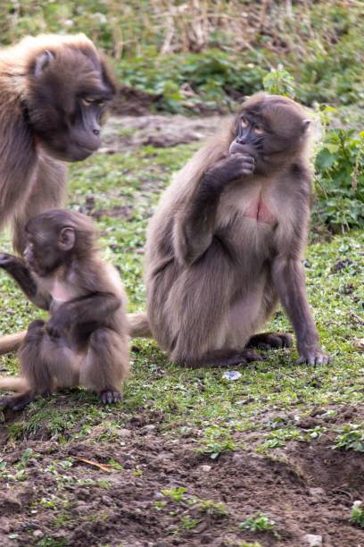 istock Gelada baboons at Howletts Zoo 1469944861