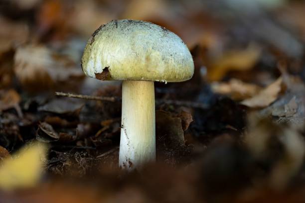 치명적인 유독 한 죽음의 모자 버섯 (amanita phalloides)의 근접 촬영 - 알광대버섯 뉴스 사진 이미지