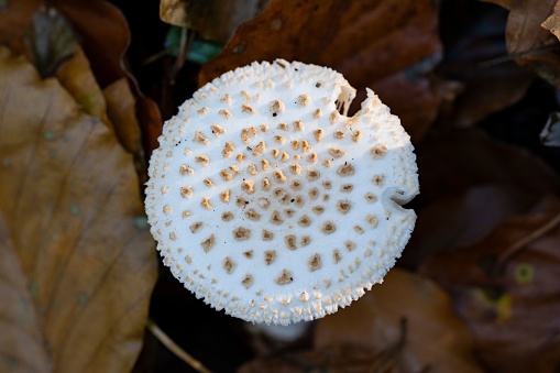 A top view of a false death cap mushroom (Amanita citrina) in the fall.