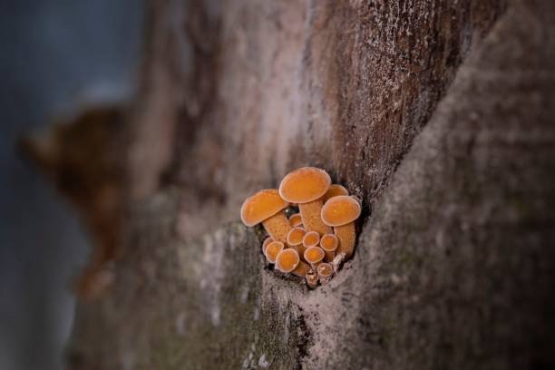 istock Tiny velvet shank mushrooms on a dead beech tree 1469945223