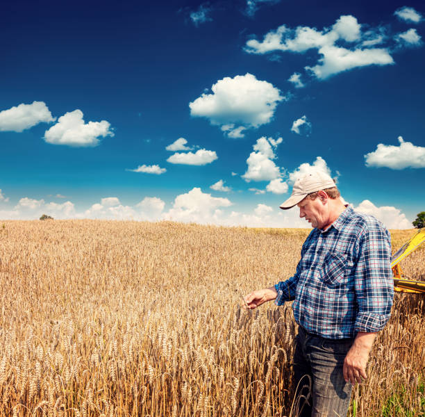 istock A farmer stands in a wheat field 1469946842