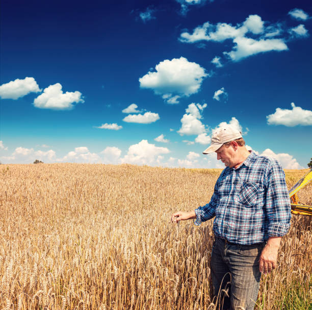 istock A farmer stands in a wheat field 1469946883