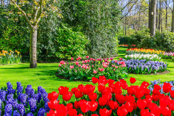 Lisse, Holland, Netherlands. Blooming colorful tulips at the public flower garden. Lisse, Holland, Netherlands. hyacinth red stock pictures, royalty-free photos & images