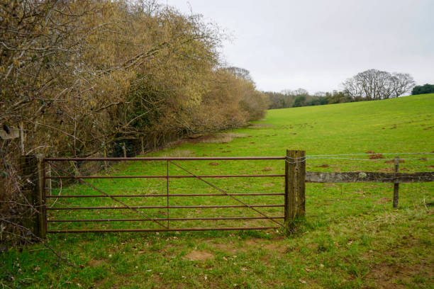 istock Large wooden gate in front of a green grass field 1469949277