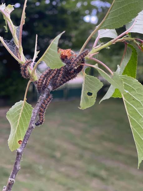 THE CATERPILLAR IS THE LARVA OF LEPIDOPTERANS The caterpillar is the larva of lepidopterans, that is to say insects whose imago is called butterfly. The larvae of some Hymenoptera that closely res lepidopterans stock pictures, royalty-free photos & images