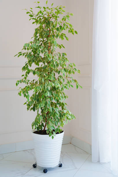 istock big indoor flower in white interior. 1469950434