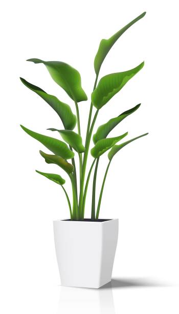 istock realistic vector floor house green plant. Isolated on white illustration icon in white pot.. 1469950742