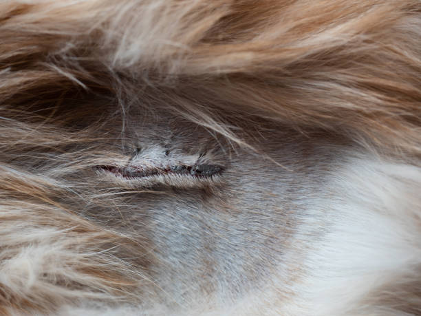 une incision de stérilisation après la stérilisation de la chatte, jour 4 après la chirurgie - spay photos et images de collection