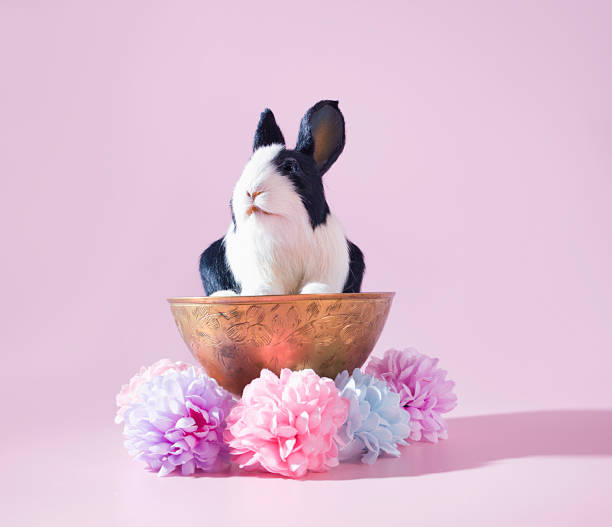istock An Easter Tea Party: A Cute Easter Bunny Rabbit in a Radiant Golden, Ornate Tea Cup with Springtime Flower Decorations, High Tea, Tea Party, Easter Celebration Concept 1469951336