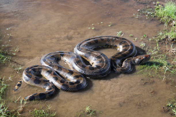 istock Anaconda snake in water 1469952156