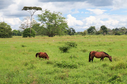 Scenic view of horses grazing on grassy landscape against cloudy sky, Merida, Venezuela.