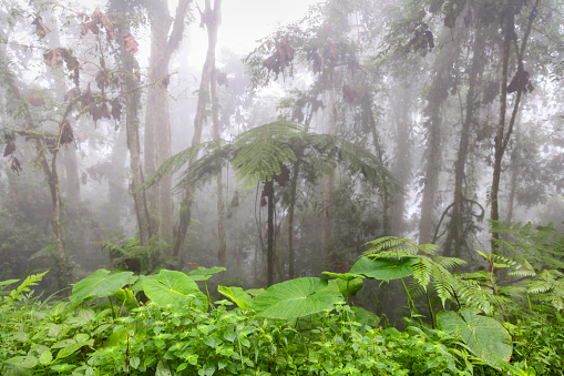 Scenic view of mystical fog over green cloud forest, Zulia, Venezuela.