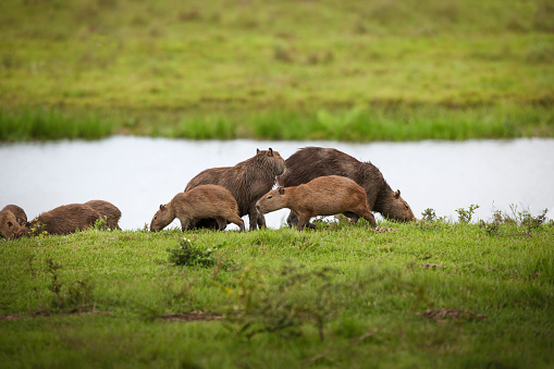 Capybaras grazing grass by lake, Los Llanos, Venezuela.