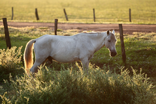 Bay horse close up on summer yellow field