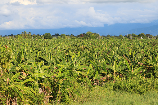 Scenic view of lush banana field against sky, Catatumbo, Zulia, Venezuela.