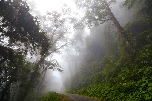Scenic view of empty road passing amidst mystical cloud forest, Zulia, Venezuela.