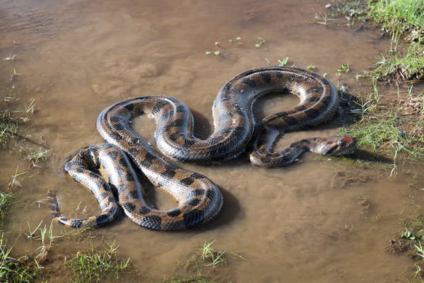 istock Anaconda snake in water 1469952185