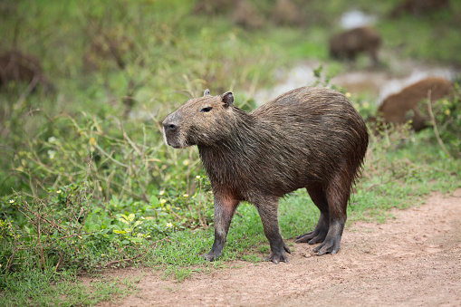 Close-up of Capybara standing on grass, Los Llanos, Venezuela.