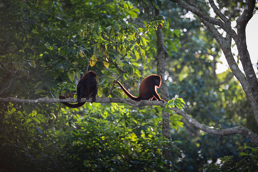 View of Red Howler monkeys sitting on branch in forest, Catatumbo River, Venezuela.