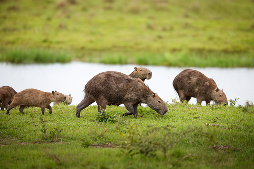 Capybaras grazing grass landscape by lake, Los Llanos, Venezuela.