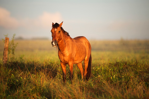 Brown horse standing on grassy landscape during sunrise, Los Llanos, Venezuela.