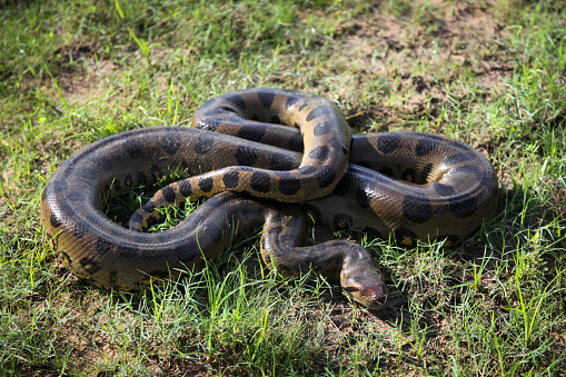 Ball Python (python regius) also called the royal python coiled on rock