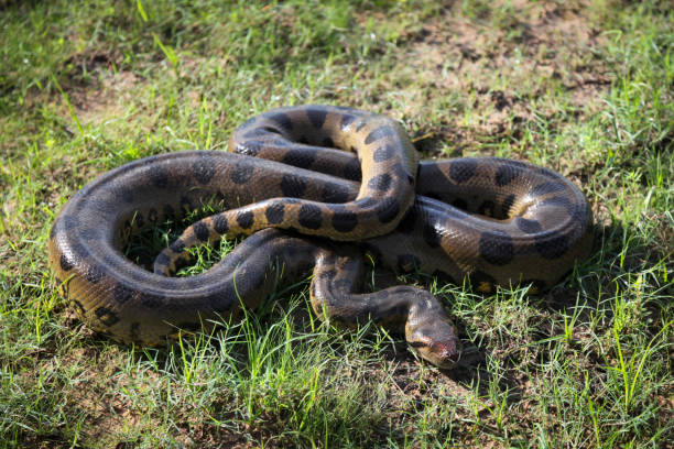 Anaconda snake on grass Anaconda snake coiled on grass, Los Llanos, Venezuela. anaconda pic stock pictures, royalty-free photos & images