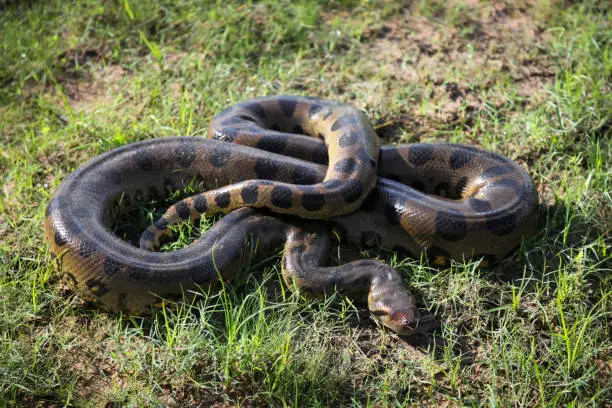 Photo of Anaconda snake on grass